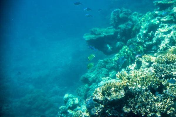 Underwater Photography of Great Barrier Reef