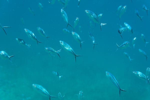 Underwater Photography close up of fish