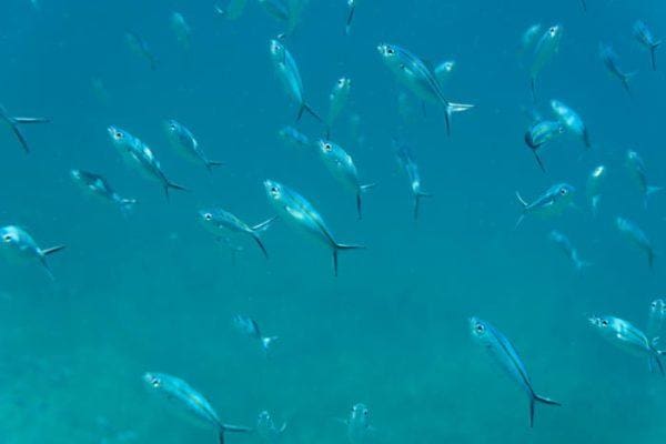 Underwater Photography close up of fish