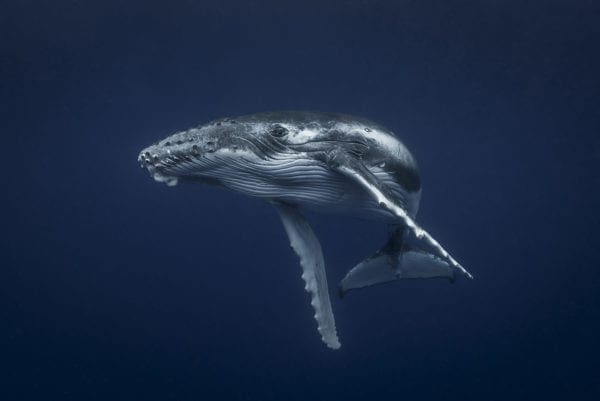 Underwater Photography of Humpback Whale