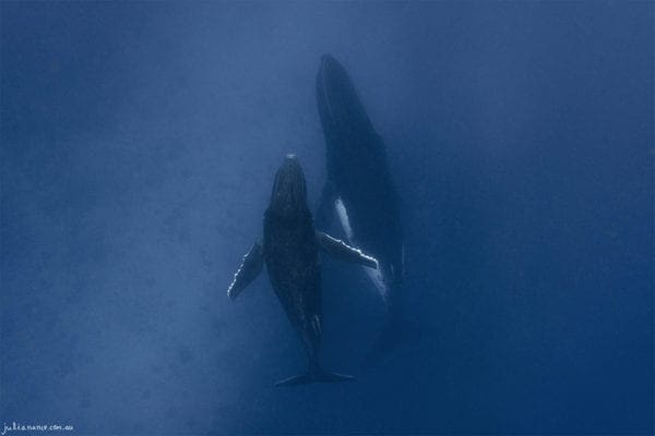 Underwater photography of Mother and Calf Humpback Whales