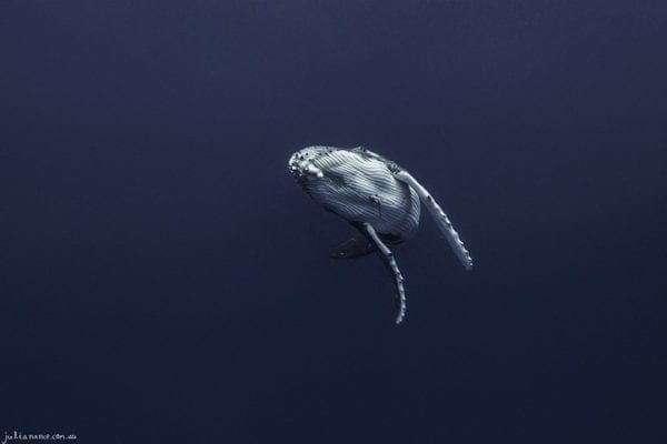 Underwater Photography of Humpback Whale