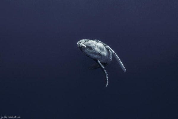 Underwater Photography of Humpback Whale