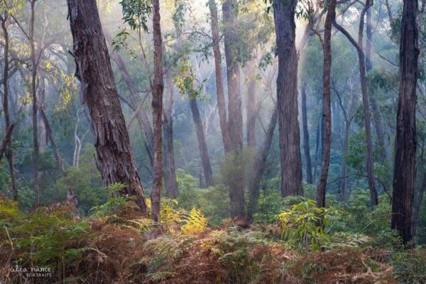 The surrounding bushland at the Julia Nance Portraits headshot studio.