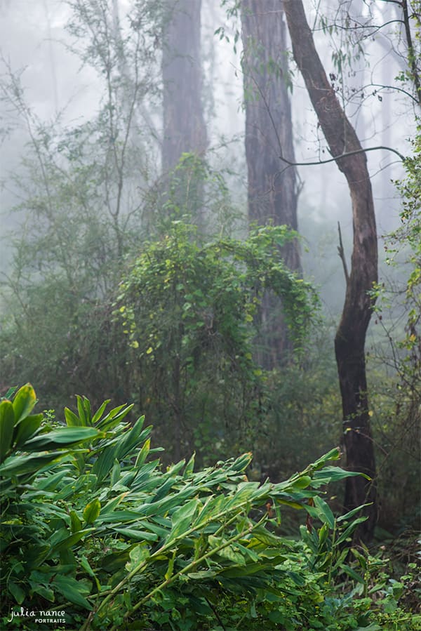 Beautiful bushland surrounding Julia Nance Portraits studio