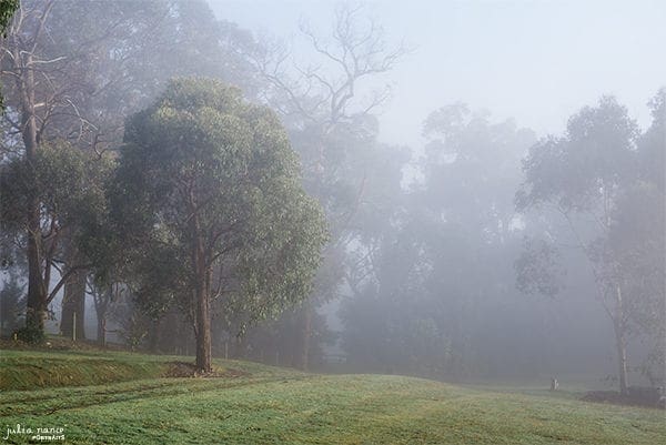 Beautiful Nature and fields surrounding Julia Nance Portraits Studio