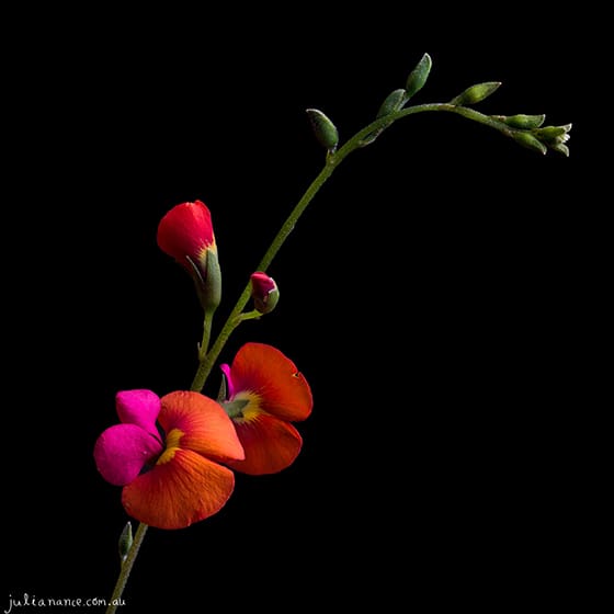 Fine Art Still Life Photography - Photo Stacking