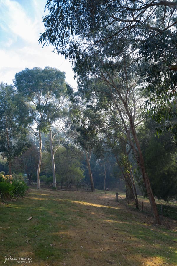 Bushland surrounding Julia Nance Portraits Studio