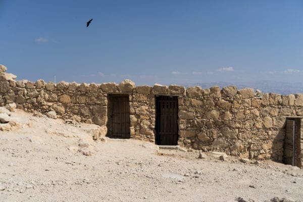 Bird flying over Masada fortress in Israel