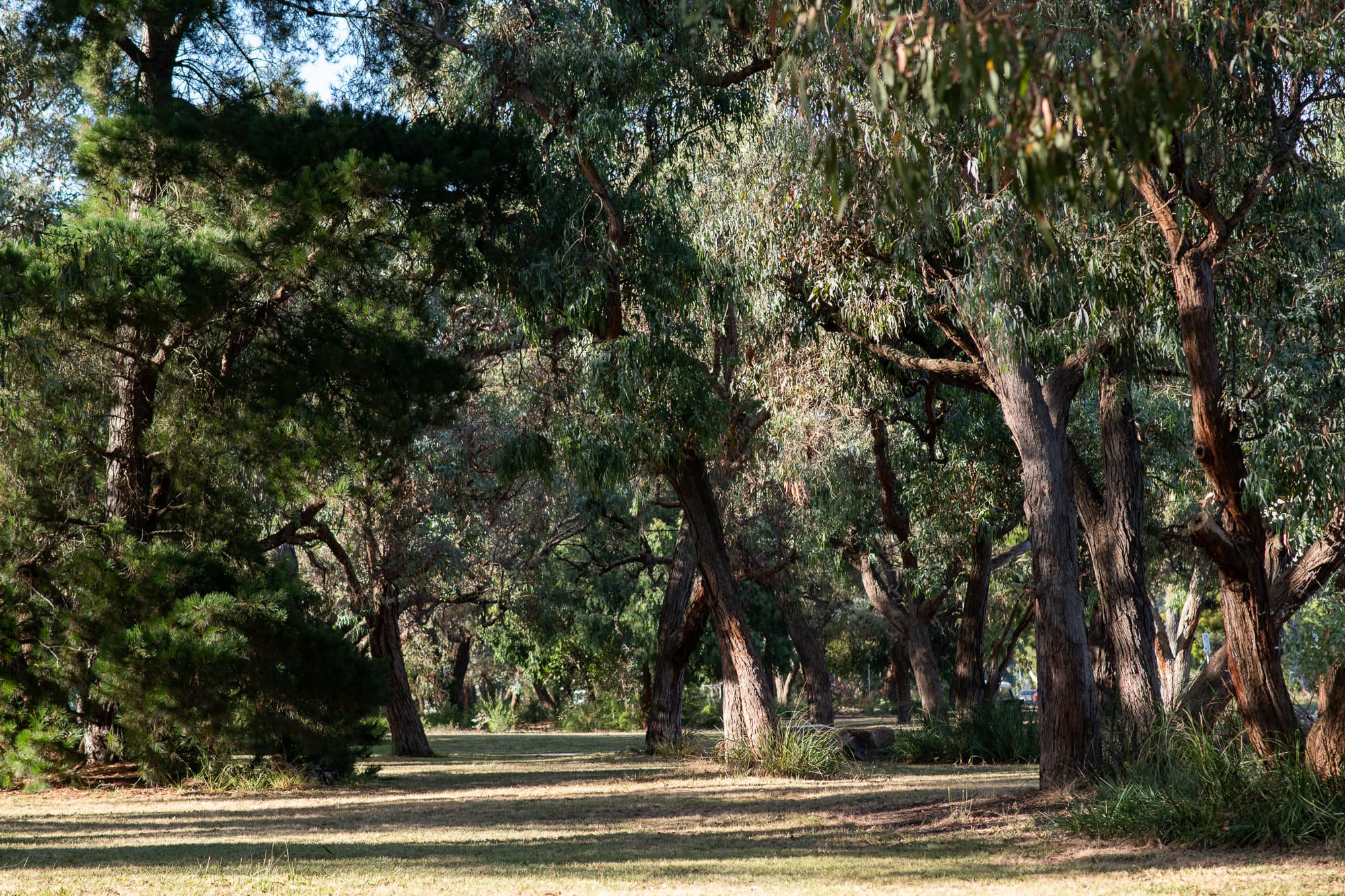 The studio surrounds of the Julia Nance Portraits photography studio. Image shows australian trees and fauna.